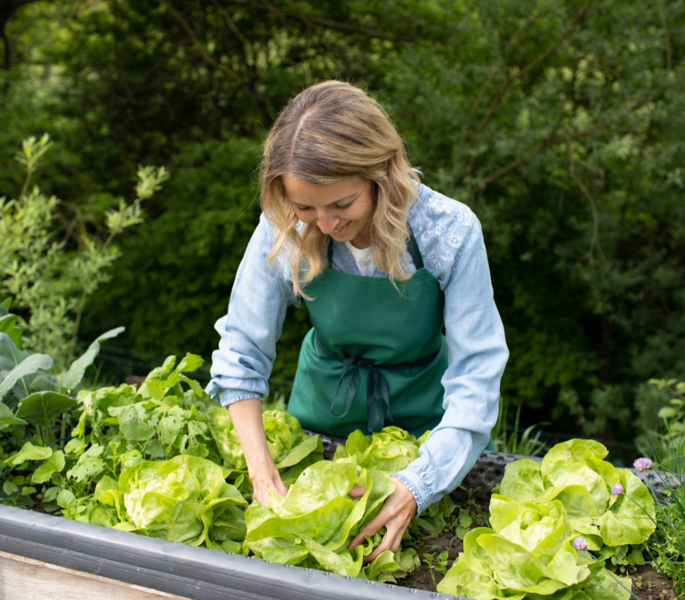 woman picking lettuce leaves in vegetable garden