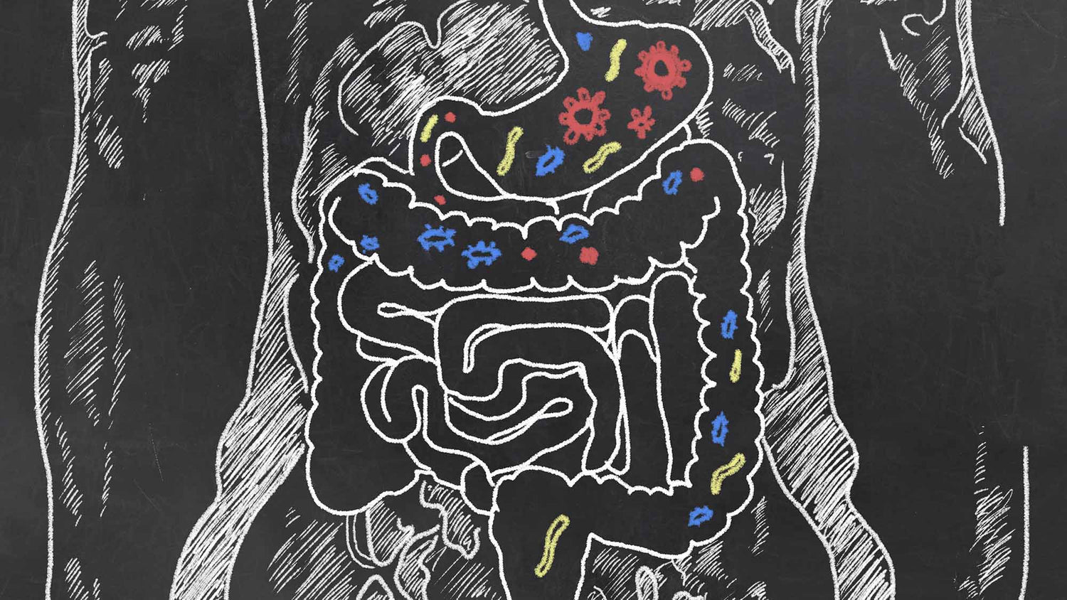 the gut microbiome