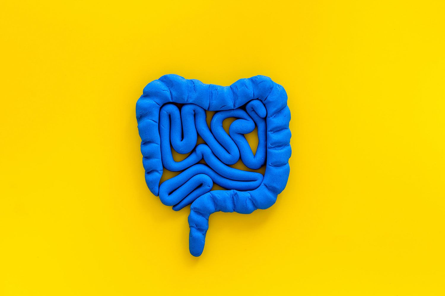 How Does the Gut Actually Work?