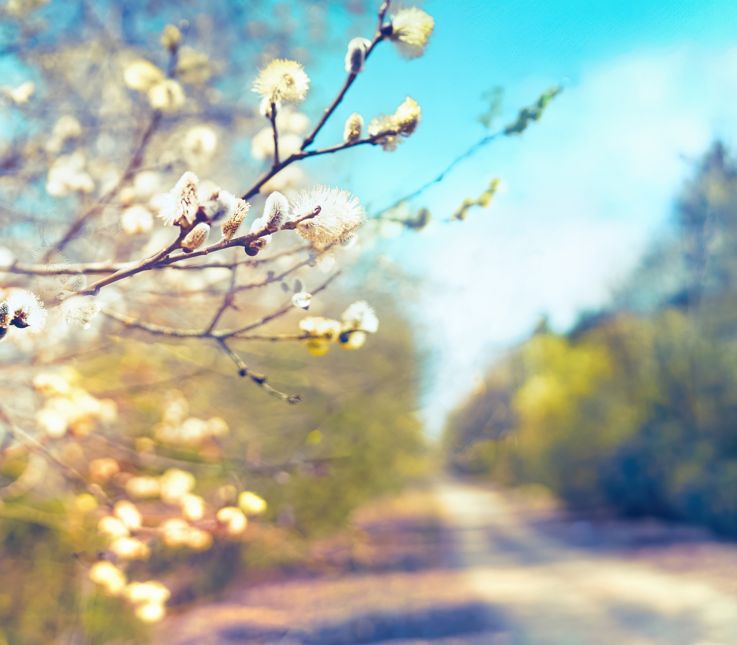 Simple Ways To Nourish Body & Mind For Spring - Eve Kalinik